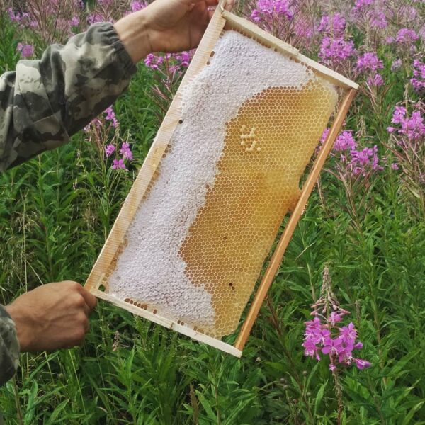 купить мед в нижнем тагиле